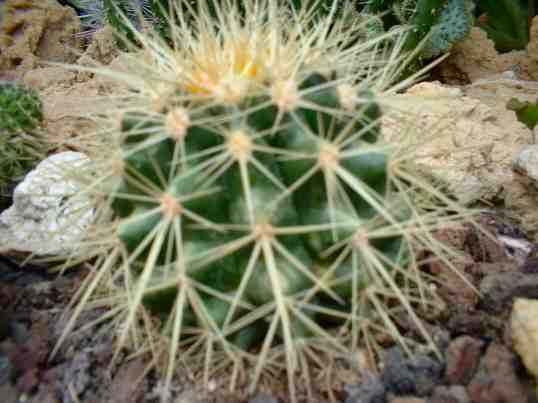 cactus_convencional